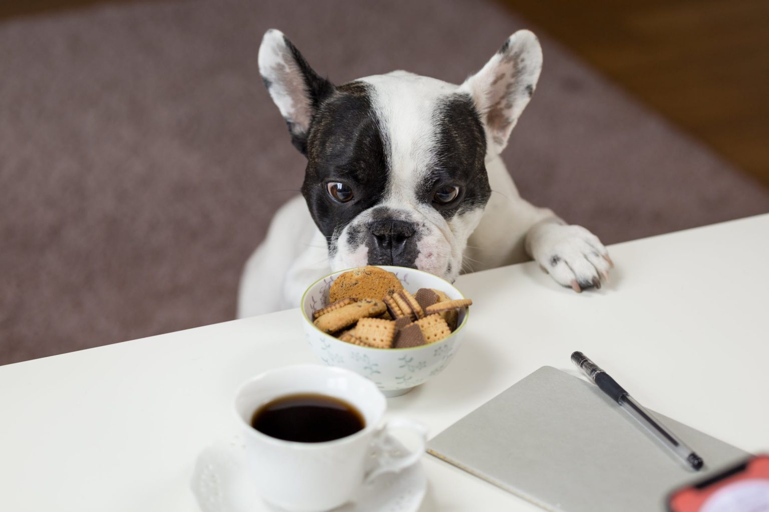 View of Feeding a Dog That Has Cancer | Animal Cancer Foundation