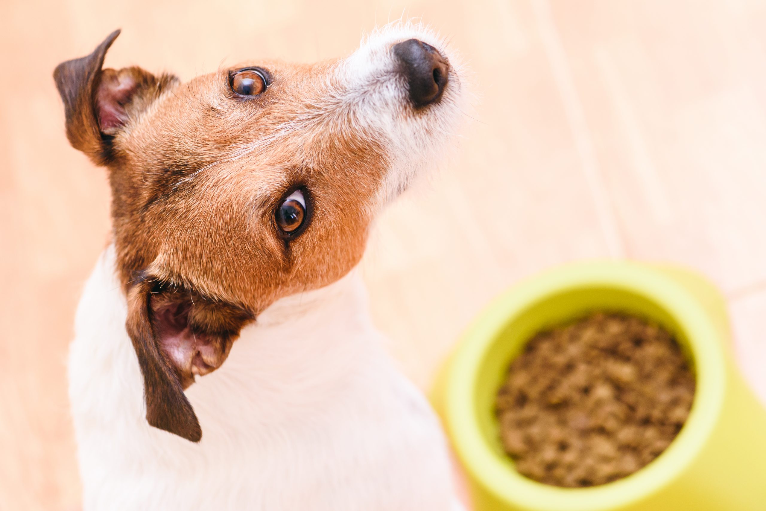 Dog eating pet dry kibble food from bowl looking into camera Animal