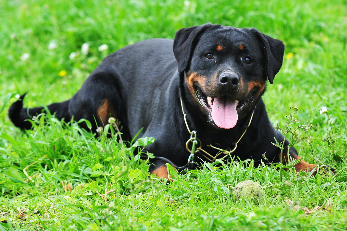 Breeds at Risk for Cancer - Animal Cancer Foundation