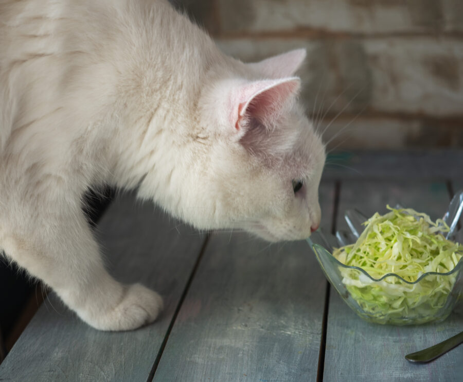 Are Veggies Good for My Pet? Animal Cancer Foundation