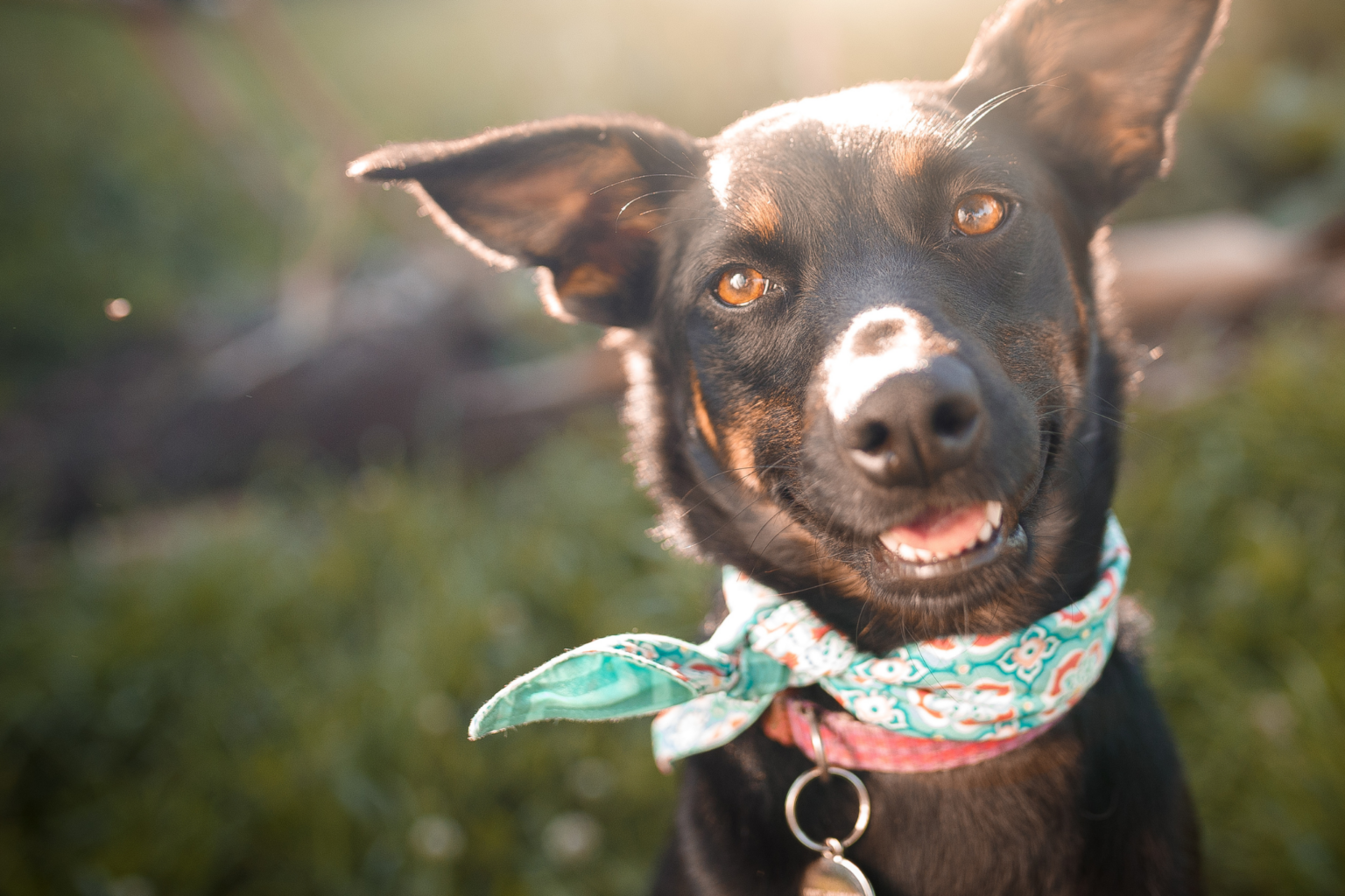 2022 Pet Cancer Awareness Walk Event - Animal Cancer Foundation